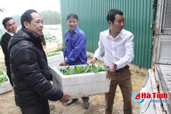 Mitraco Hà Tĩnh hỗ trợ TX Kỳ Anh 1.000 cây giống chuối tiêu hồng ảnh 2