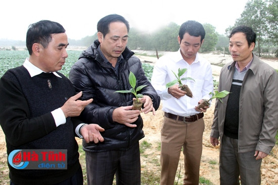 Hướng dẫn quy trình trồng chuối tiêu hồng và bàn cây giống cho đại diện xã Kỳ Nam, phường Kỳ Thịnh