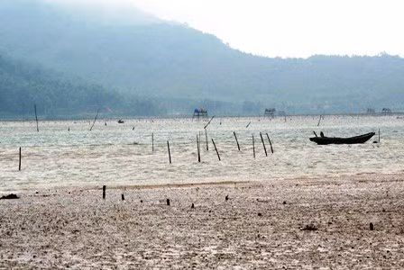 Đìu hiu bãi ngao mùa thu hoạch