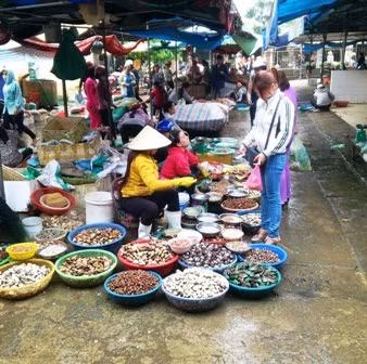 Thị trường Trung Quốc đóng cửa, người nuôi ngao chất vật tìm đầu ra trên thị trường nội địa