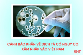 [Motion Graphics] Cảnh báo khẩn về dịch tả có nguy cơ xâm nhập Việt Nam