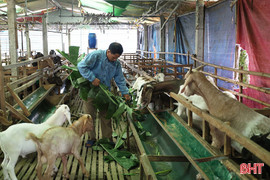 Sơn Tiến phát huy lợi thế chăn nuôi dê hàng hóa