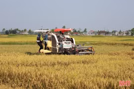 Gác lễ thu hoạch lúa xuân