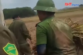 Xúc động hình ảnh công an xã giúp dân thu hoạch lúa sau mưa lũ
