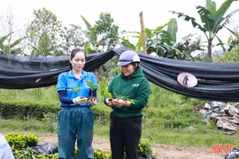 Nguồn cung hụt, giá cây giống keo, tràm tăng cao