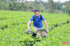 Khởi động sớm vụ chè xuân