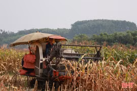 Xem nông dân Hà Tĩnh thu hoạch ngô bằng máy gặt lúa liên hợp