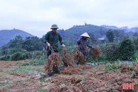 Mô hình trồng cây ba kích tím quy mô lớn đầu tiên ở Hà Tĩnh cho thu hoạch