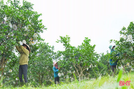 Phát huy lợi thế đặc sản cam Khe Mây