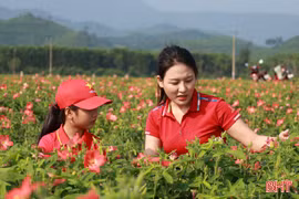 Cánh đồng sâm bố chính bung hoa, khoe sắc ở Hương Xuân