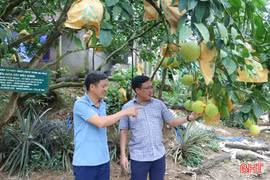 Giữ nguồn gen bưởi Phúc Trạch từ cây đầu dòng