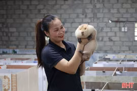Triển vọng từ mô hình nuôi dúi má đào Thái Lan ở vùng rốn lũ Hà Linh