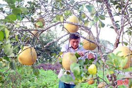 Bưởi chum, bưởi tiến vua sẵn sàng cho vụ Tết