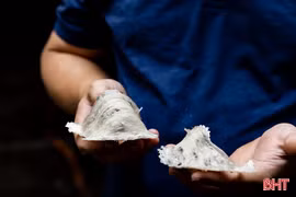 Dụ chim trời tạo “vàng trắng” ở vùng bãi ngang Hà Tĩnh