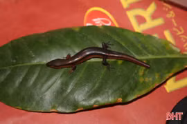 Phát hiện loài thằn lằn mới tại Vườn Quốc gia Vũ Quang