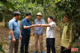 Bưởi Phúc Trạch đối mặt nguy cơ mất mùa