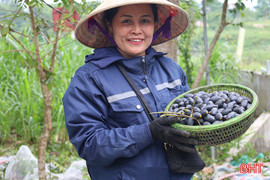 Rộn ràng mùa trám đen ở Hà Tĩnh