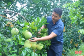 Vụ bưởi Phúc Trạch 2026: Sản lượng giảm, chất lượng vượt trội