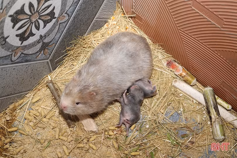 Thu nhập tốt nhờ nuôi kết hợp 3 loài đặc sản