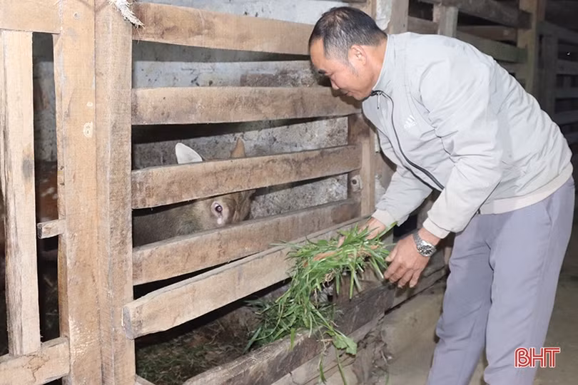 Thăm “thủ phủ” nhung hươu Hà Tĩnh