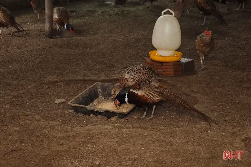 Thu nhập tốt nhờ nuôi kết hợp 3 loài đặc sản