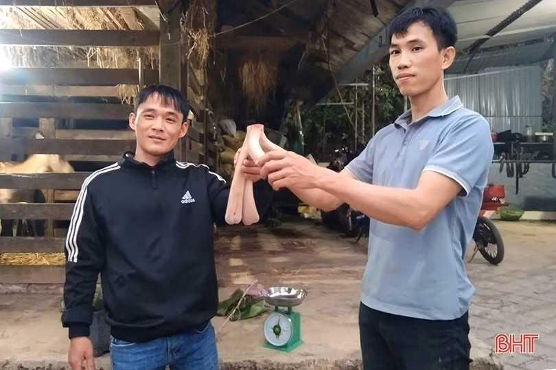 Thăm “thủ phủ” nhung hươu Hà Tĩnh