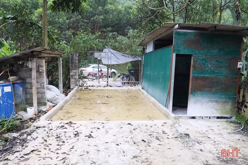 Nắm bắt cơ hội, cựu trưởng thôn ở Hà Tĩnh thu nhập tiền tỷ từ chăn nuôi