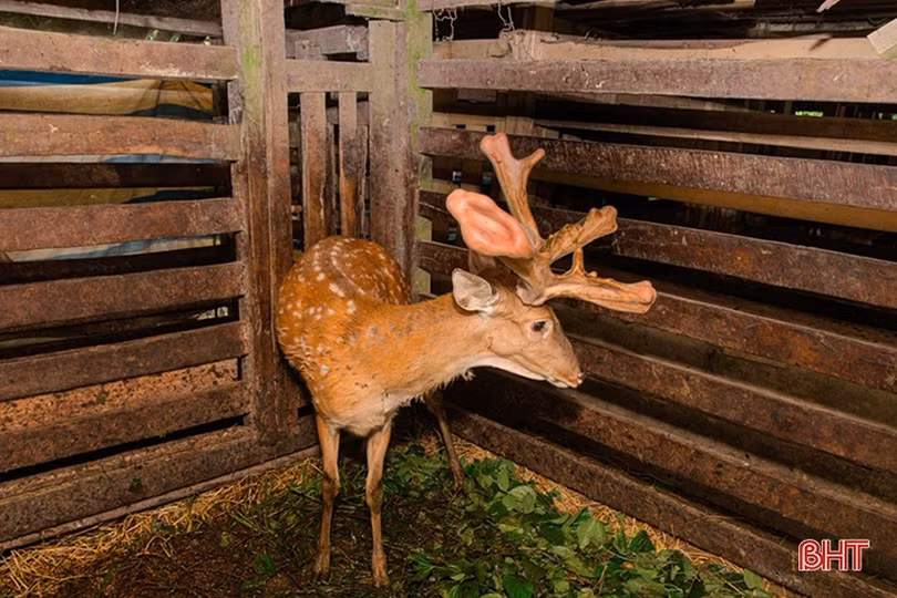 Vui mùa lộc mới ở Hà Tĩnh