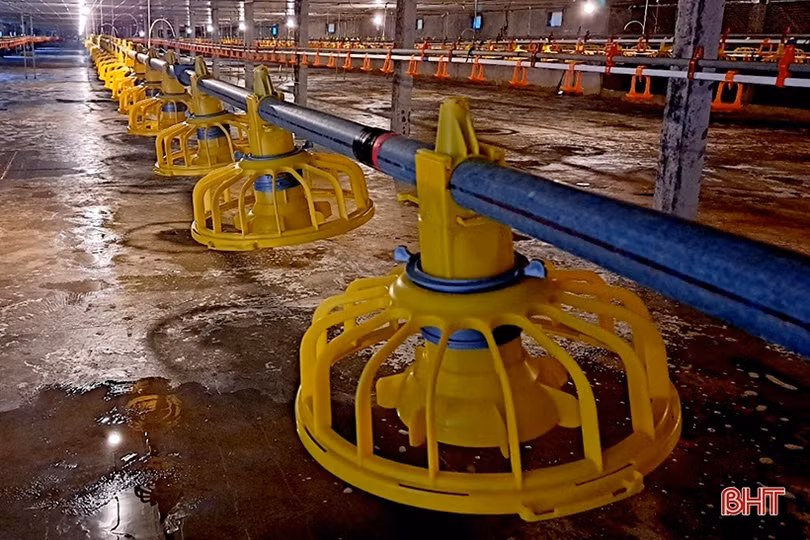 Khám phá trại nuôi gà cỏ mía quy mô hơn 6 tỷ đồng ở Nghi Xuân