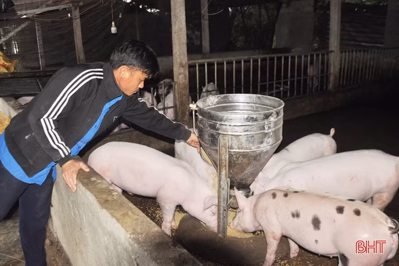 Hà Tĩnh: Giá lợn hơi thấp, người chăn nuôi lỗ nặng hoặc “treo” chuồng
