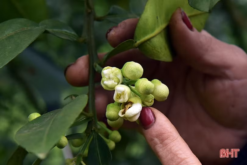 Vì sao bưởi Phúc Trạch ra hoa muộn, nụ teo tóp?