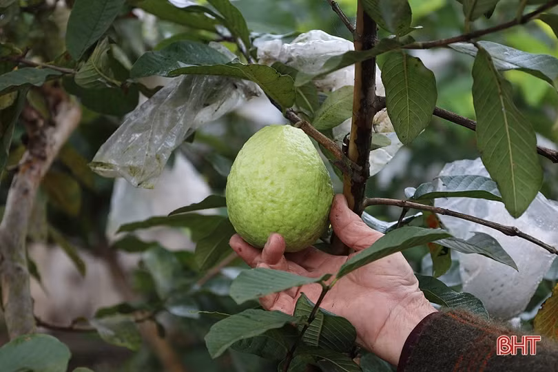 Ổi lê Đài Loan “bén duyên” đất ven đô Hà Tĩnh