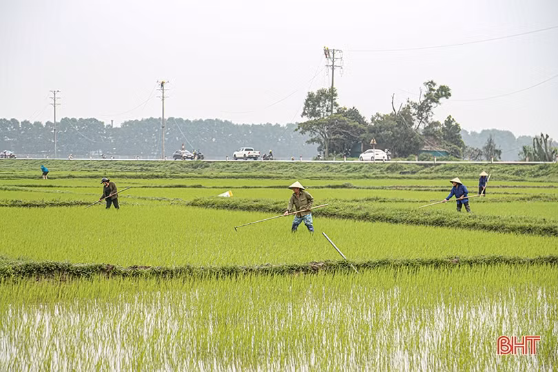 Chăm sóc, phòng trừ sâu, bệnh ở giai đoạn mẫn cảm của lúa xuân Hà Tĩnh
