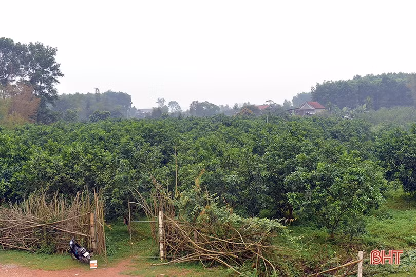 Vì sao bưởi Phúc Trạch ra hoa muộn, nụ teo tóp?