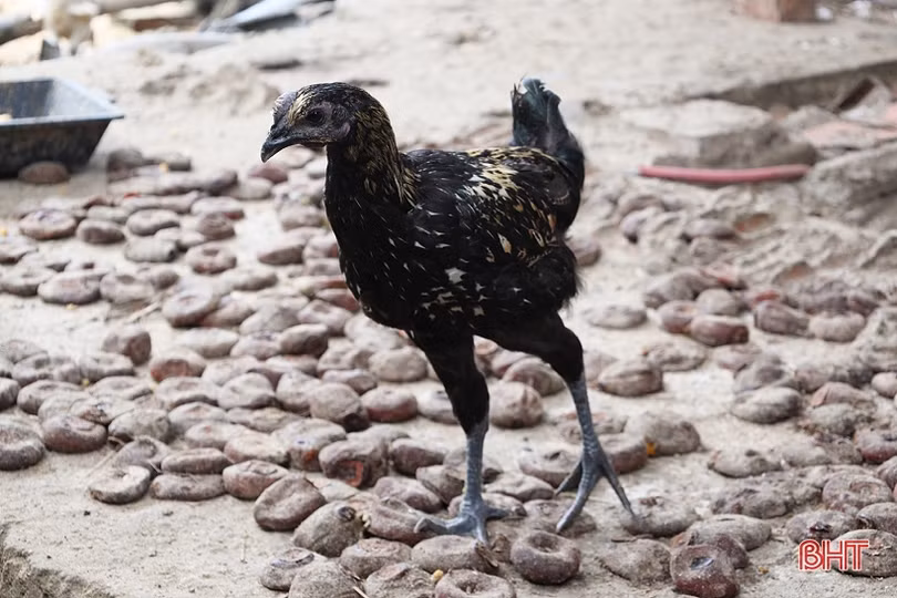 Thu nhập tốt nhờ nuôi kết hợp 3 loài đặc sản