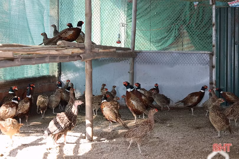 Thu nhập tốt nhờ nuôi kết hợp 3 loài đặc sản