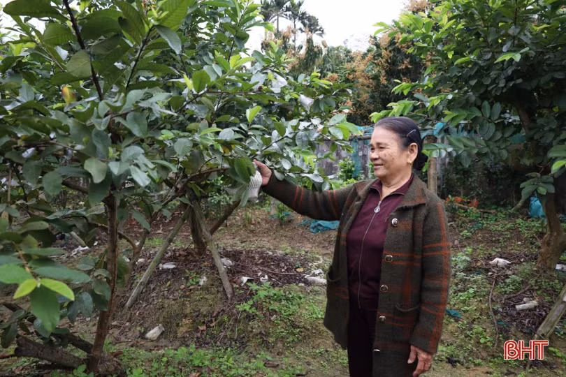 Ổi lê Đài Loan “bén duyên” đất ven đô Hà Tĩnh