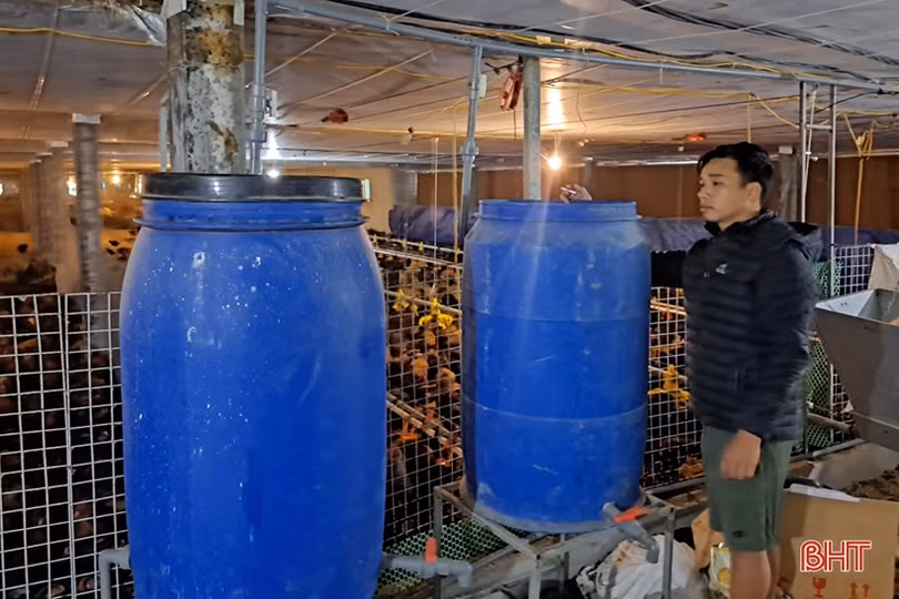 Khám phá trại nuôi gà cỏ mía quy mô hơn 6 tỷ đồng ở Nghi Xuân