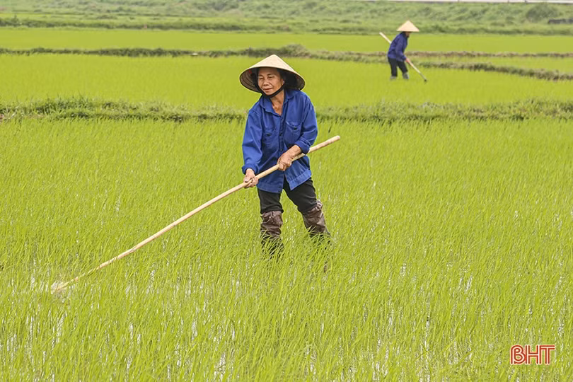 Chăm sóc, phòng trừ sâu, bệnh ở giai đoạn mẫn cảm của lúa xuân Hà Tĩnh