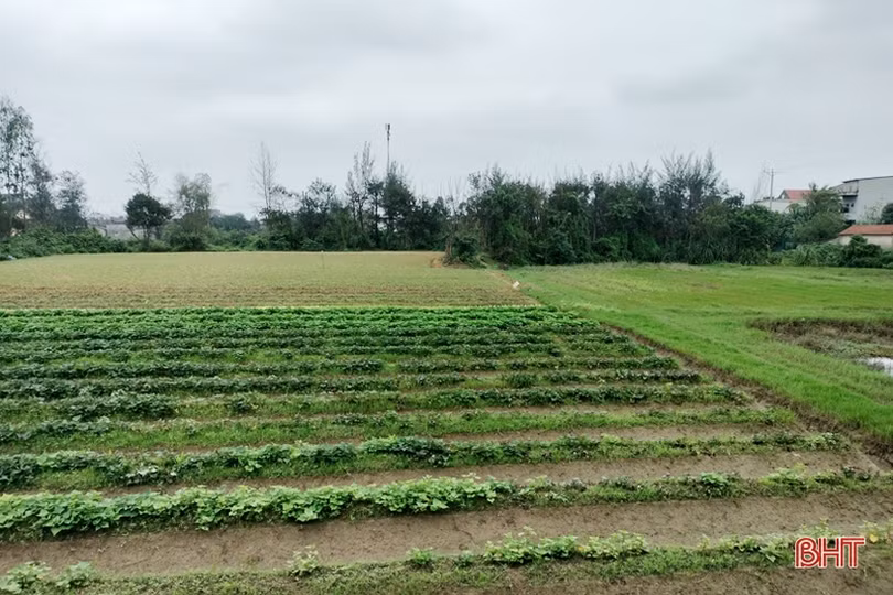 Sau 16 năm, 82 lô đất ở vẫn “đắp chiếu” vì vướng quy hoạch