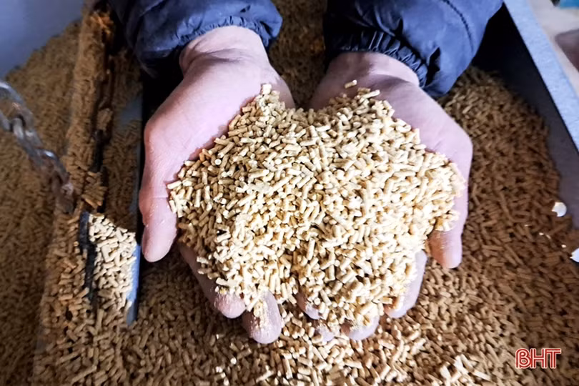 Khám phá trại nuôi gà cỏ mía quy mô hơn 6 tỷ đồng ở Nghi Xuân