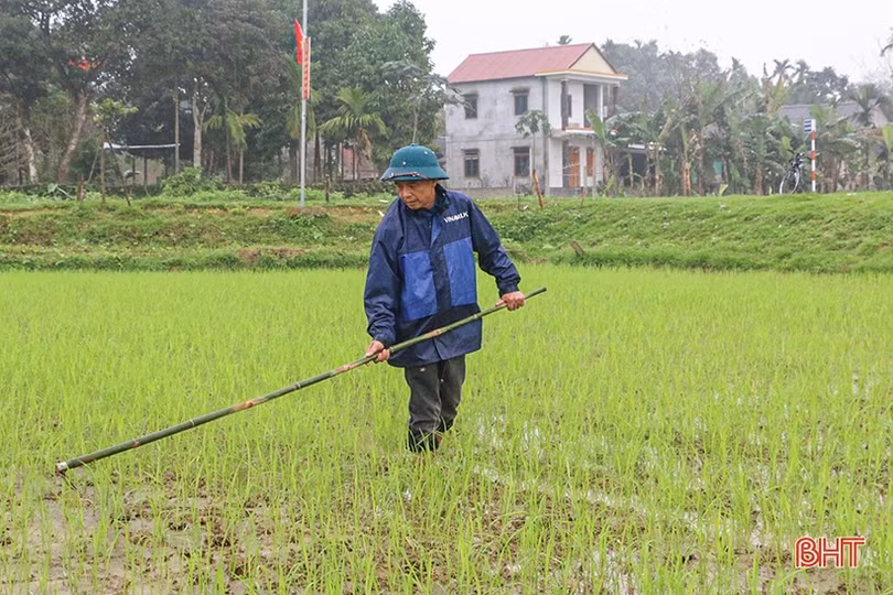 Chăm sóc, phòng trừ sâu, bệnh ở giai đoạn mẫn cảm của lúa xuân Hà Tĩnh