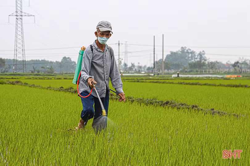 Chăm sóc, phòng trừ sâu, bệnh ở giai đoạn mẫn cảm của lúa xuân Hà Tĩnh