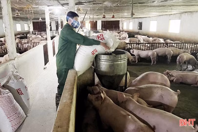 Nắm bắt cơ hội, cựu trưởng thôn ở Hà Tĩnh thu nhập tiền tỷ từ chăn nuôi