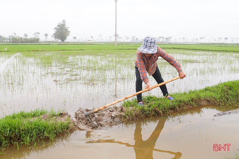 Các hồ chứa ở Hà Tĩnh mở nước phục vụ tỉa dặm, bón thúc lúa xuân