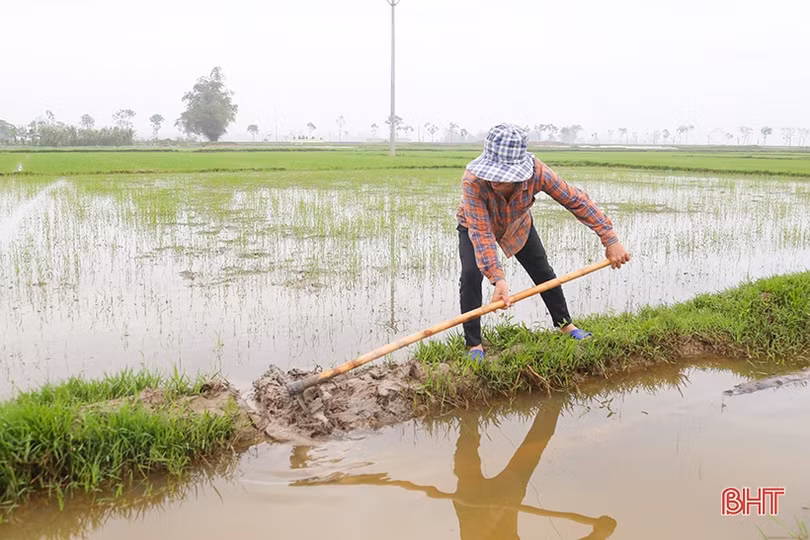 Các hồ chứa ở Hà Tĩnh mở nước phục vụ tỉa dặm, bón thúc lúa xuân