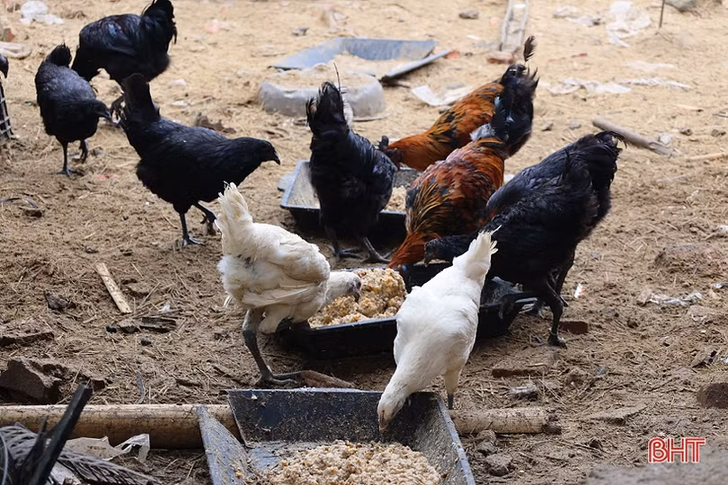 Thu nhập tốt nhờ nuôi kết hợp 3 loài đặc sản