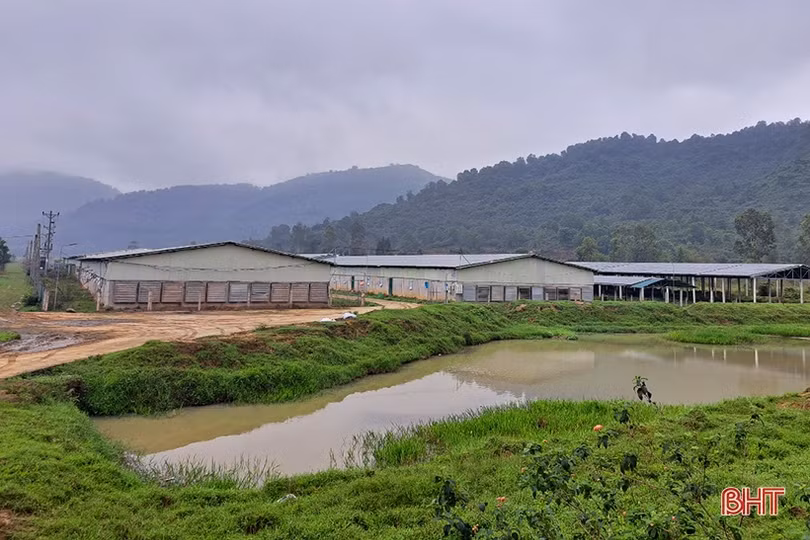 Khám phá trại nuôi gà cỏ mía quy mô hơn 6 tỷ đồng ở Nghi Xuân