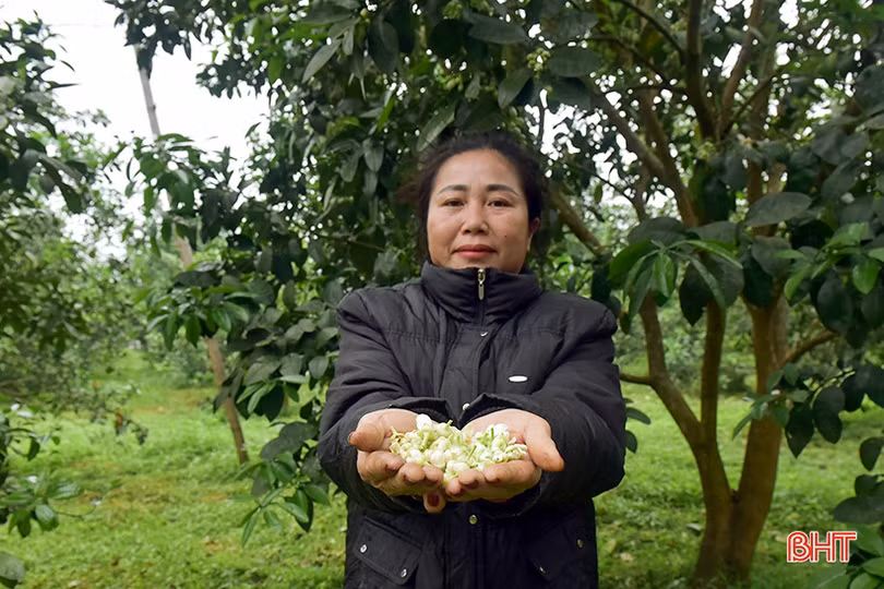 Vì sao bưởi Phúc Trạch ra hoa muộn, nụ teo tóp?