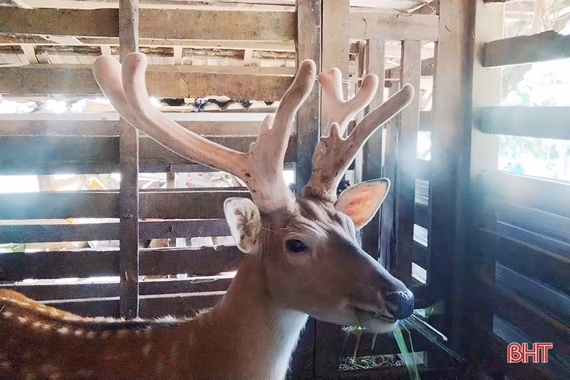 Thăm “thủ phủ” nhung hươu Hà Tĩnh